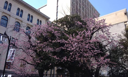 日本東京家政大學怎么樣？